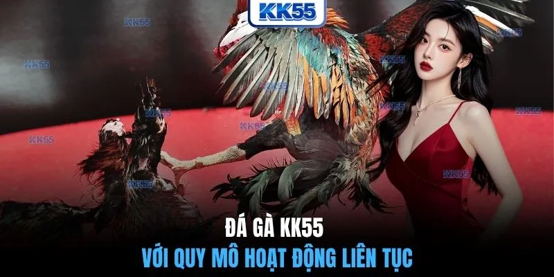 Đá gà KK55 với quy mô hoạt động liên tục